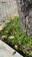Tridax procumbens