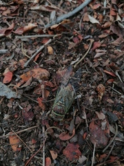 Diceroprocta bulgara