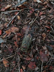 Diceroprocta bulgara