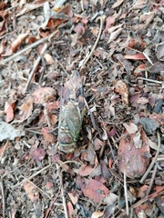 Diceroprocta bulgara