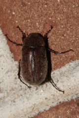 Phyllophaga
