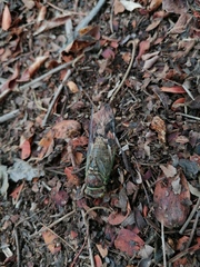 Diceroprocta bulgara