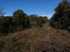 Darwinia biflora