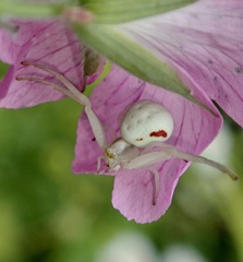 Misumena vatia
