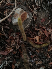 Acanthocereus hesperius