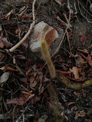 Acanthocereus hesperius