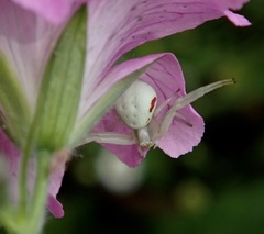 Misumena vatia