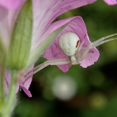 Misumena vatia