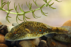 Cambodian Puffer photo 1