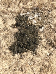 Scarabaeus cicatricosus