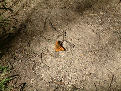 Polygonia satyrus satyrus