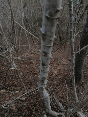 Havardia campylacantha