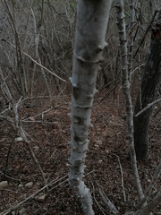 Havardia campylacantha