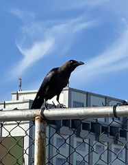 Corvus splendens maledivicus