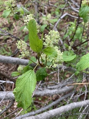 Physocarpus malvaceus