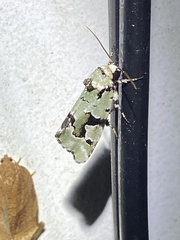 Emarginea percara