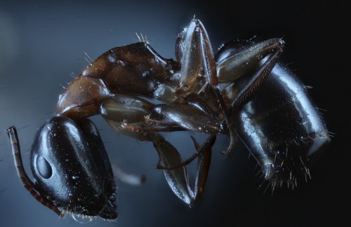photo of (Camponotus clarithorax)