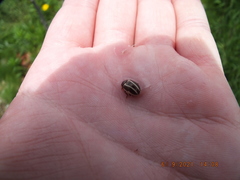 Calligrapha californica