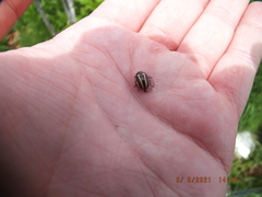 Calligrapha californica