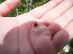 Calligrapha californica