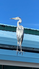Ardea cinerea