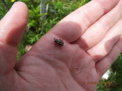 Calligrapha californica