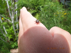 Calligrapha californica