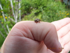 Calligrapha californica
