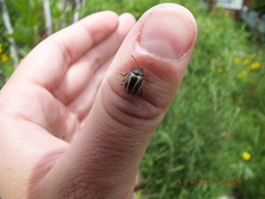 Calligrapha californica