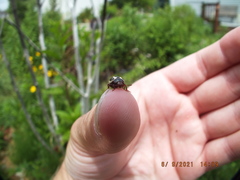 Calligrapha californica