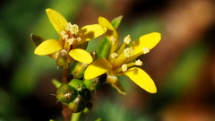 Tropidocarpum gracile