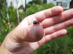Calligrapha californica