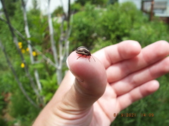 Calligrapha californica