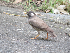 Spodiopsar cineraceus