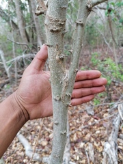 Havardia campylacantha
