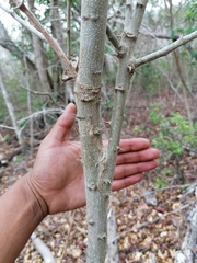 Havardia campylacantha