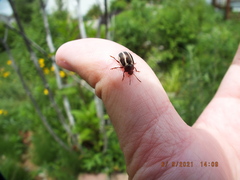 Calligrapha californica