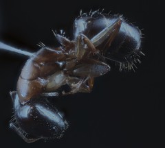 Camponotus clarithorax