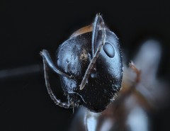 Camponotus clarithorax