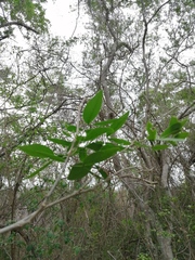 Havardia campylacantha