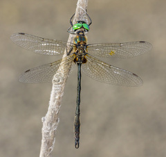 Somatochlora franklini
