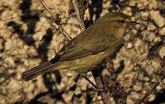 Phylloscopus collybita