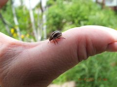 Calligrapha californica