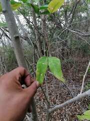 Havardia campylacantha