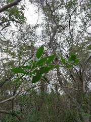 Havardia campylacantha