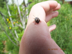 Calligrapha californica