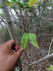 Havardia campylacantha
