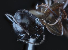Camponotus clarithorax