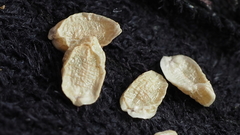 Calochortus splendens