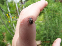 Calligrapha californica